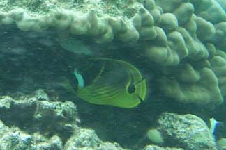 butterfly fish2.JPG